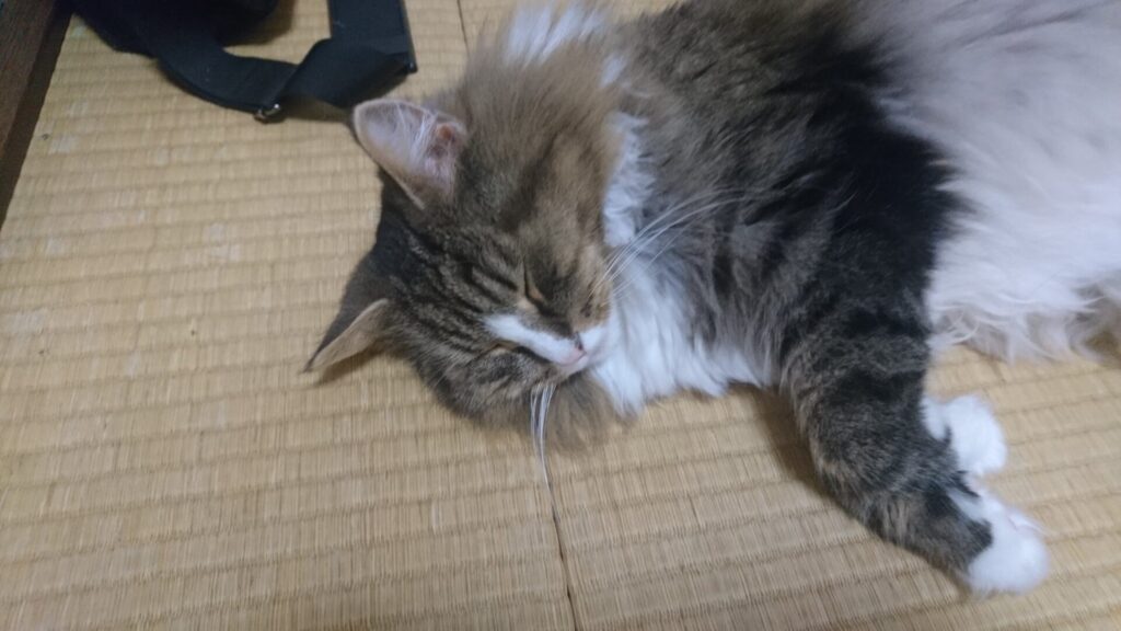 和室に猫が落ちていました、トトです