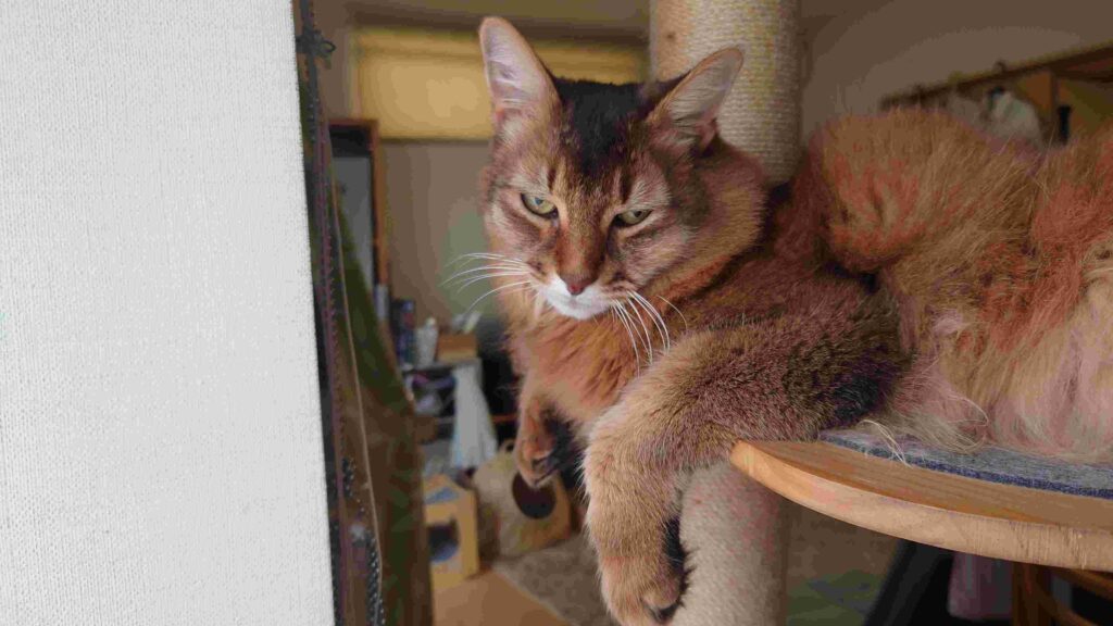 キャットタワーで遊び疲れた猫、ソマリのチー