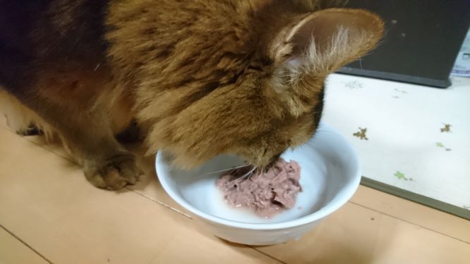 お昼ご飯の猫、チー（ソマリ）