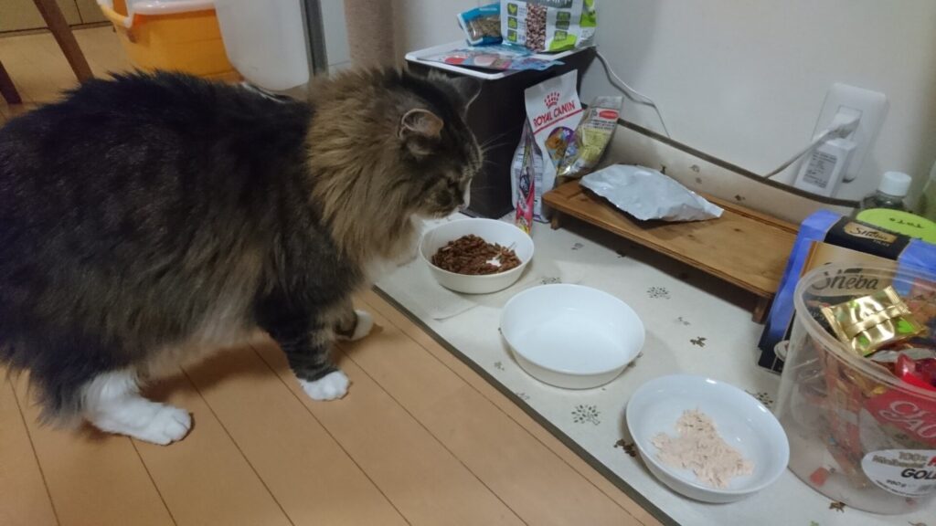 ご飯を食べに来た猫、トト