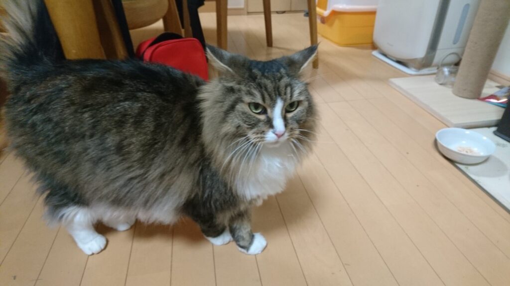 ご飯を食べに来た猫、トト