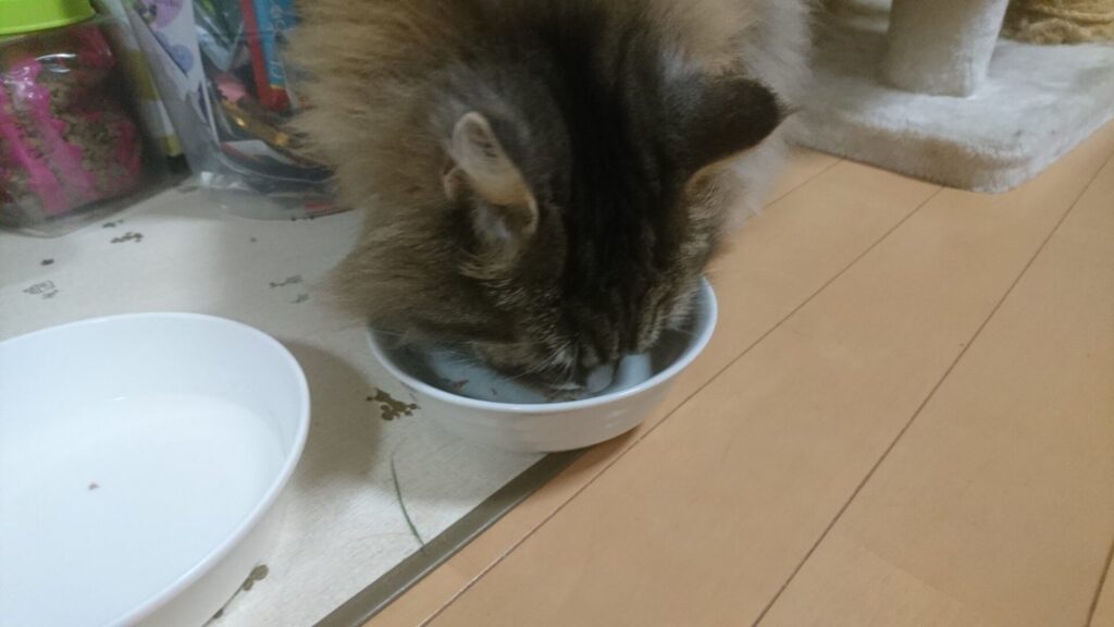 夜食を食べる猫、トト