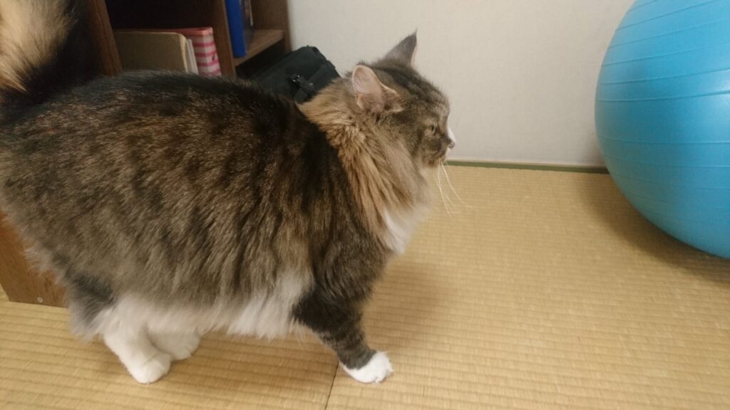 ちゅーるが欲しくて暴れる猫、トト