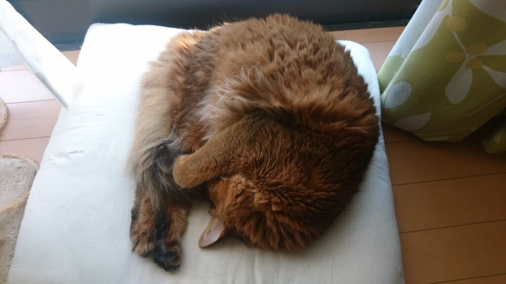 ちゅーるを食べて満足な猫、チー