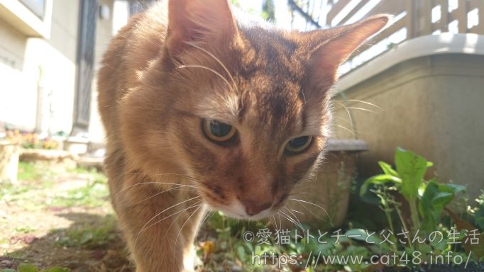 お散歩中の猫、ソマリのチー