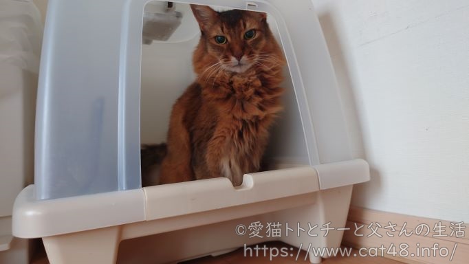 おトイレ中の猫、ソマリのチー