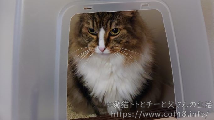 おトイレ中の猫、ノルウェージャンフォレストキャットのトト