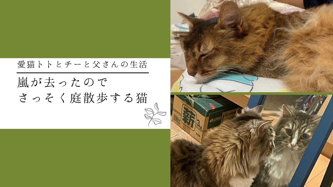 嵐が去ったのでさっそく庭散歩する猫