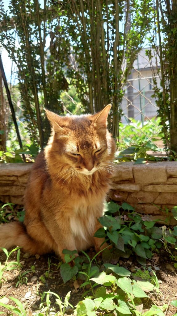 太陽の光を浴びてまったりしている猫、ソマリのチー