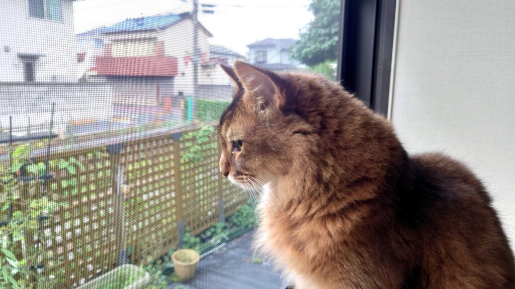 梅雨の雨の日は、自然と窓から外を眺めていることが多くなる猫、窓から外を眺めるチー