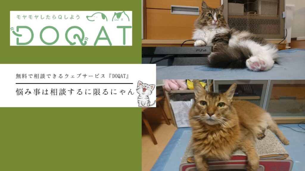 ペット飼育の困りごとQ&Aウェブサービス『DOQAT』の紹介記事