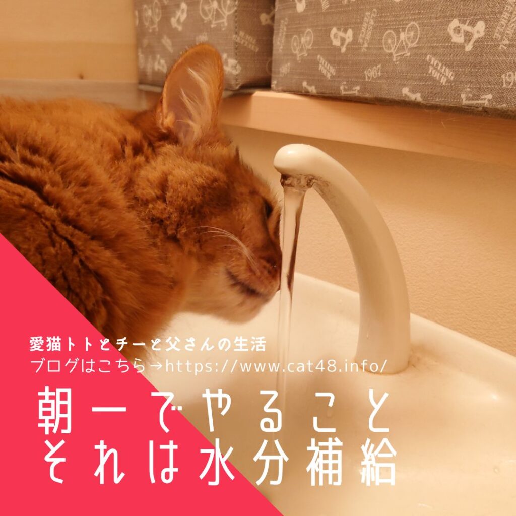 チー（ソマリ）が朝一番にやることがトイレの蛇口からの水飲み。やはり流れている水が好きなのかな