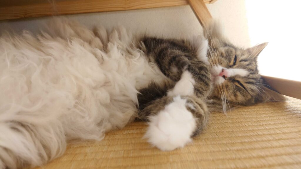 父さんの仕事場所の足元で寝ている猫（ノルウェージャンフォレストキャット）