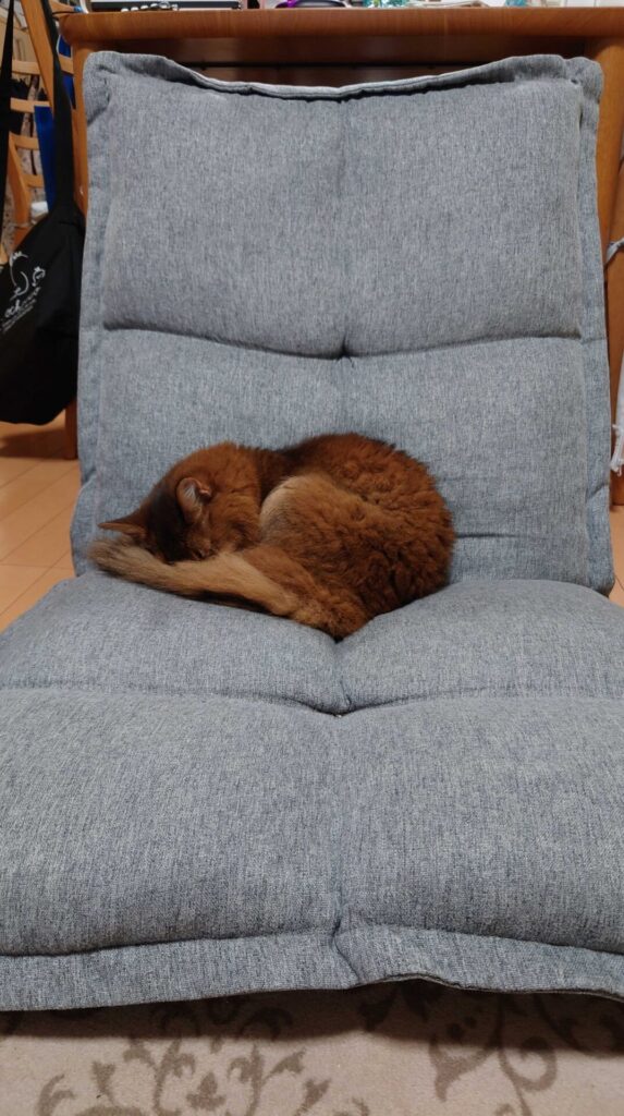 座椅子で寝る猫、ソマリのチー