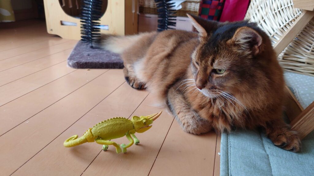 カメレオンとの会話を楽しむ猫、ソマリのチー