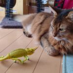トカゲと遊ぶ猫、ソマリのチー