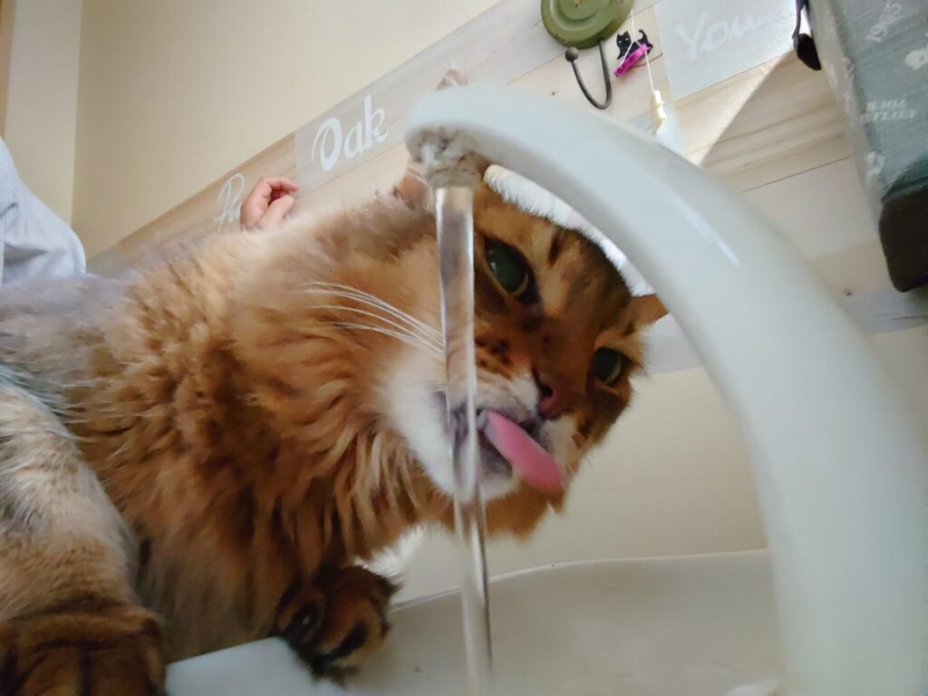 トイレの蛇口から水を飲む猫（ソマリ）