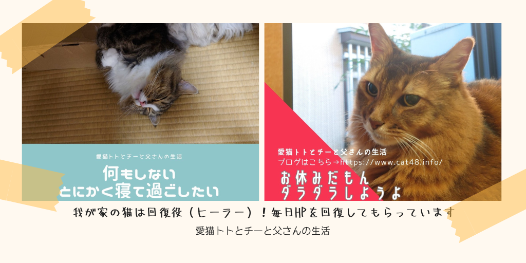 我が家の猫は回復役（ヒーラー）！毎日HPを回復してもらっています