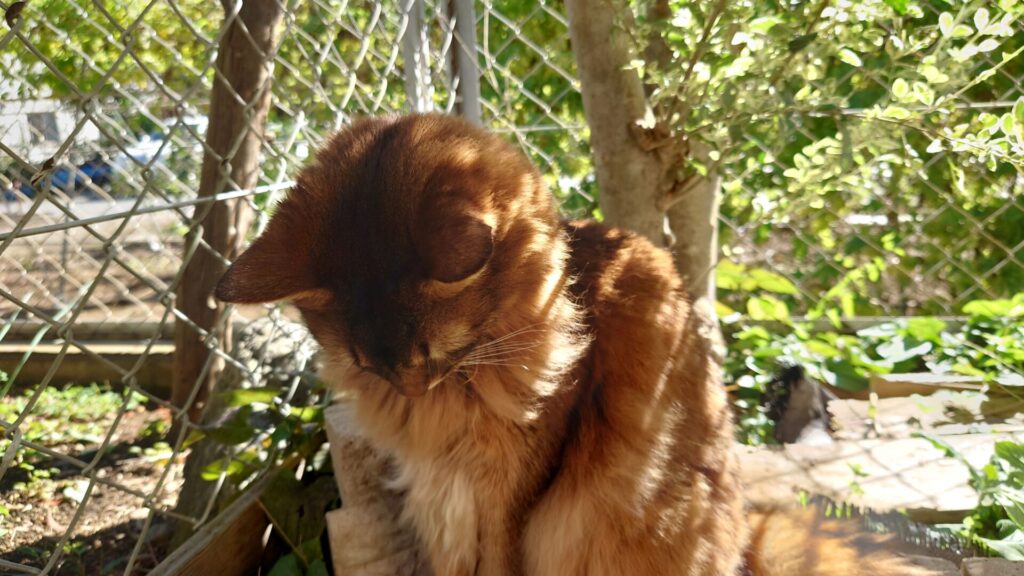 かわいい猫の後頭部。ソマリ