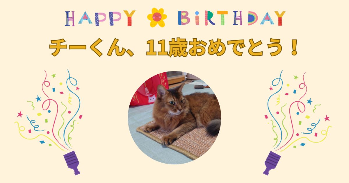 チー（ソマリ）の11歳の誕生日