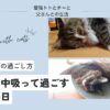 アイキャッチ：猫を一日中吸って過ごす贅沢な一日