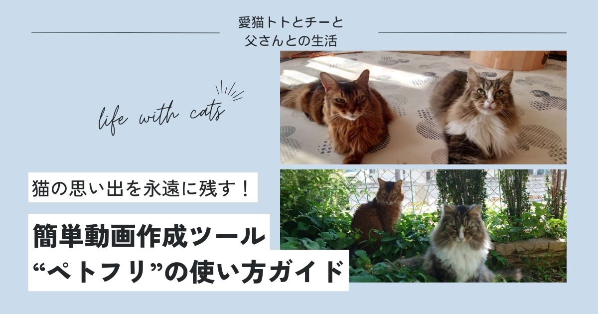 愛猫トトとチーと父さんの生活、愛猫との思い出を永遠に残しませんか？本記事は簡単に動画作成を行ってくれるサービスを探している方のためのガイドです。【ペトフリ】を使えば、簡単に高品質な動画を作成することができます。是非、このツールを使って、猫との大切な思い出を永遠に残してください。