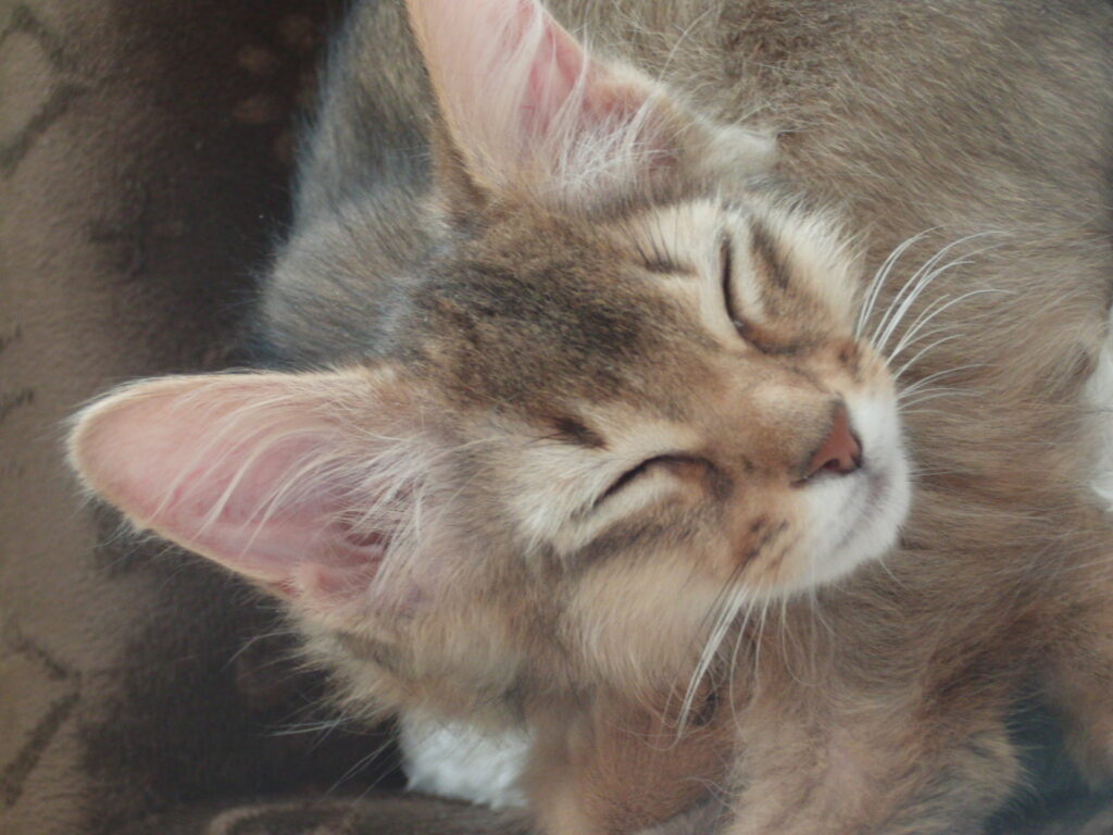 チー（ソマリ）の子猫時代