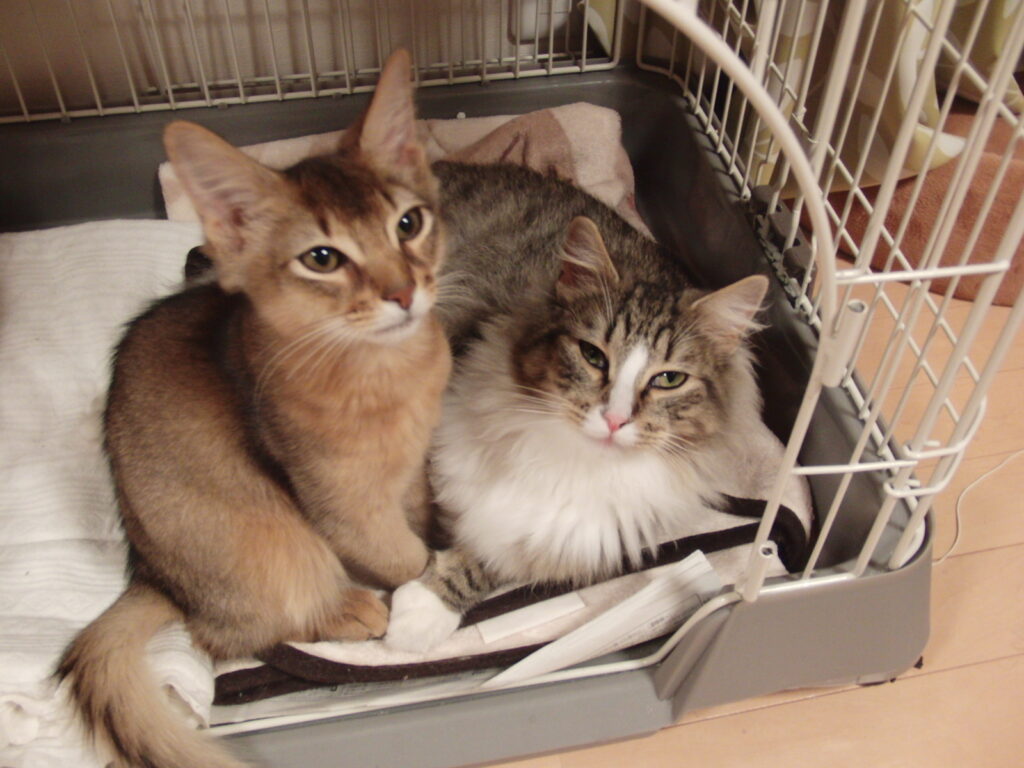 猫ブログ：愛猫トトとチーとの生活に登場するトトとチーの子猫の時の写真