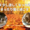 猫と秋 少し涼しくなった週末はまったり猫と過ごす_アイキャッチ画像
