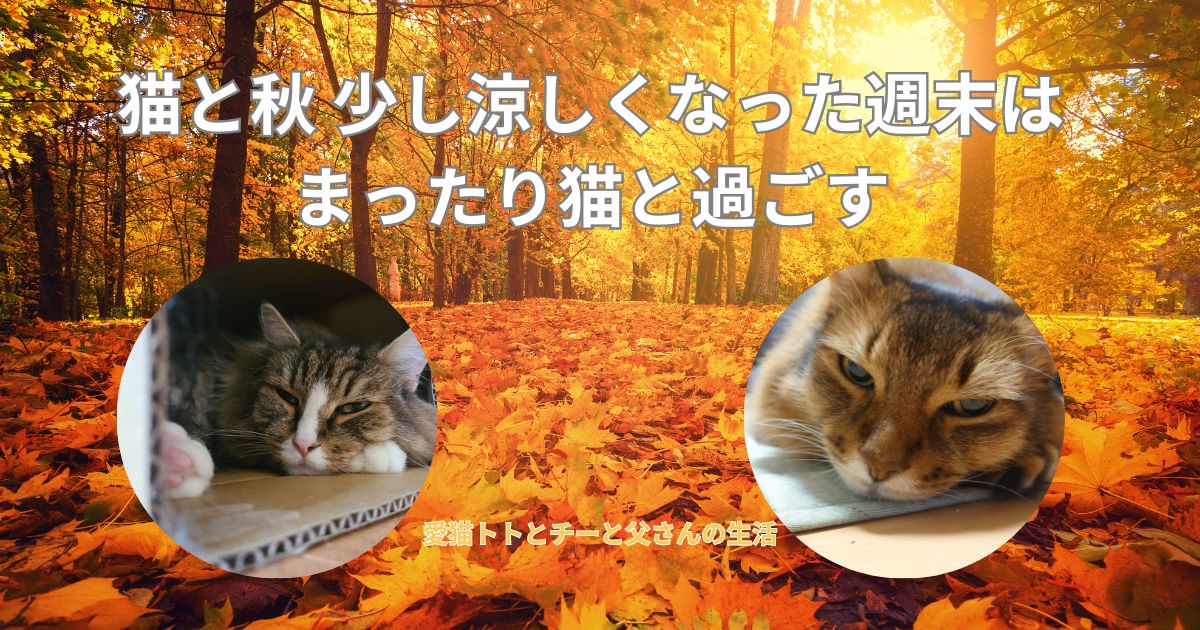 猫と秋 少し涼しくなった週末はまったり猫と過ごす_アイキャッチ画像