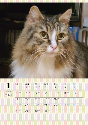 カレンダー研究所_猫のオリジナルカレンダー_2024年1月