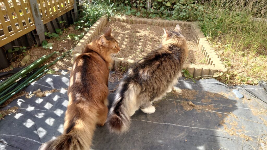 【猫ブログ：秋の庭散歩】ノルウェージャンとソマリが仲良くニャルソック