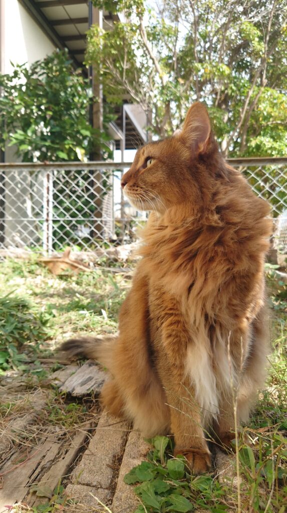 【猫ブログ：秋の庭散歩】神秘的な猫の横顔_ソマリ