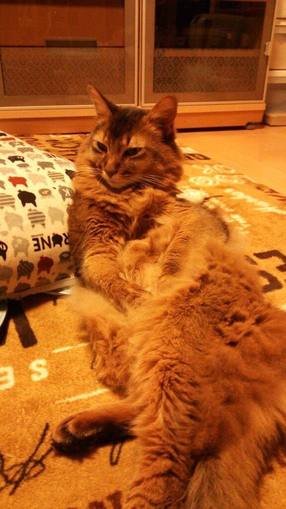 ちゅーるをねだる猫、ソマリのチー