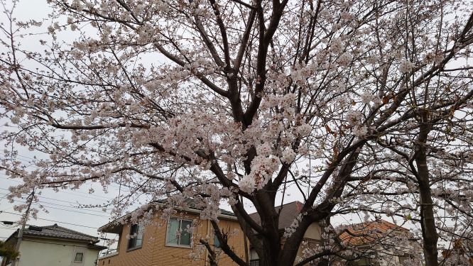 桜の木_2021年3月26日