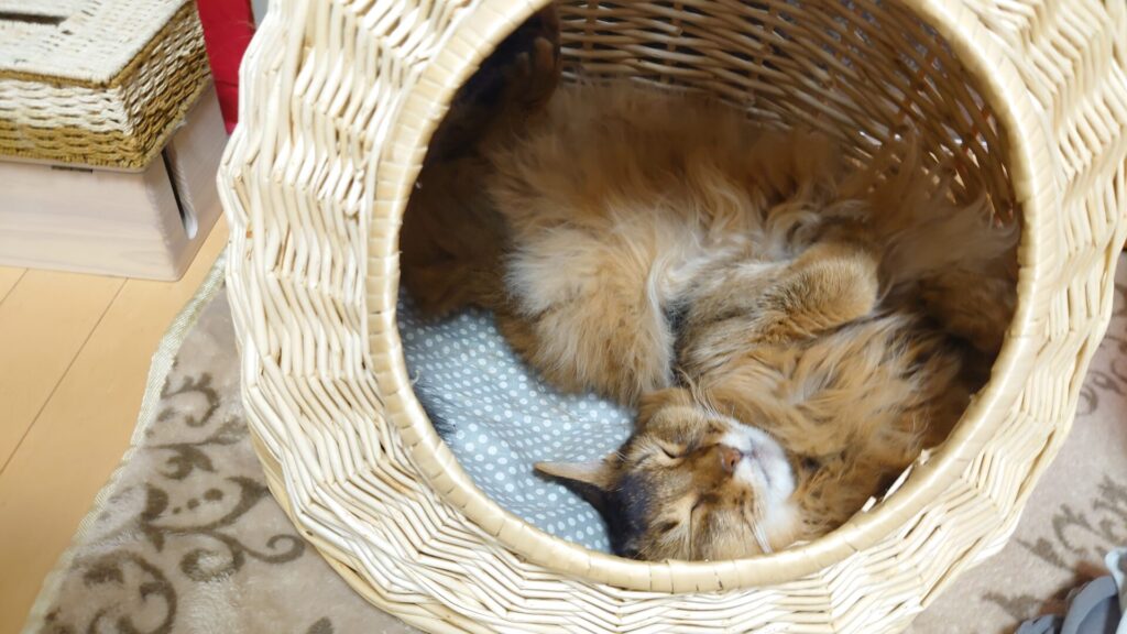 【猫ブログ】猫ちぐらでお昼寝するチー（ソマリ）