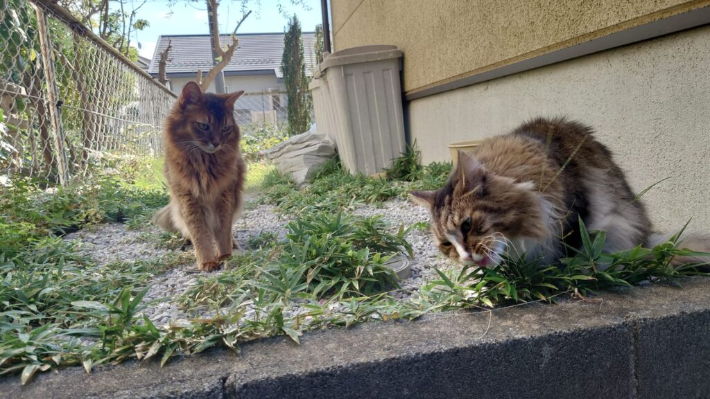 【猫ブログ】庭散歩_ノルウェージャンフォレストキャットのトトとソマリのチー