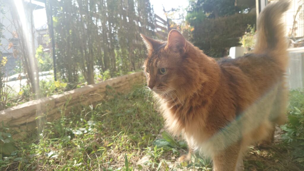 【猫ブログ】庭散歩_太陽の光を浴びてご機嫌のチー（ソマリ）