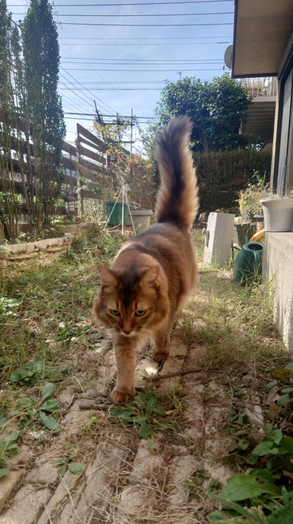 【猫ブログ】庭散歩_ソマリのチー
