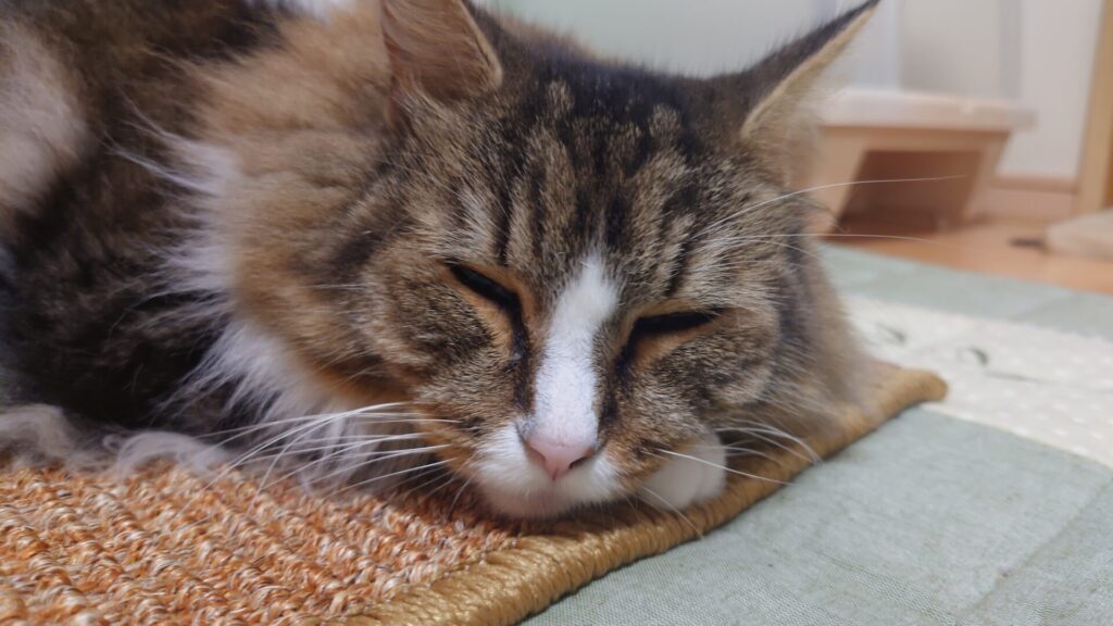 【猫ブログ】猫用スクラッチャーマットの上でお昼寝するトト（ノルウェージャンフォレストキャット）