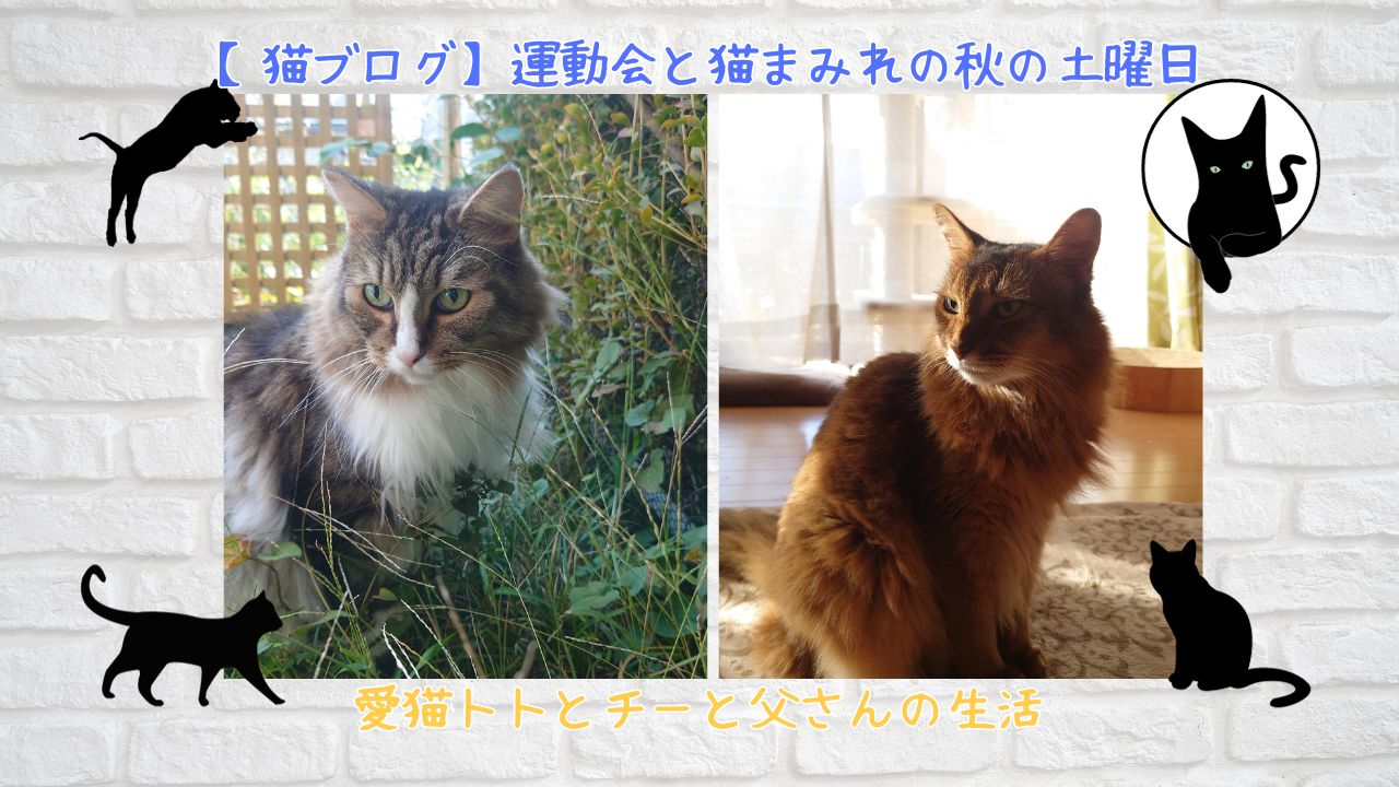 今日の猫ブログです。ノルウェージャンフォレストキャットのトトとソマリのチーの日常をご紹介しています。昨日は土曜日と言うことで、のんびり猫まみれになることができました。朝のニャルソックから猫の庭散歩、お昼寝の様子をご紹介しています。