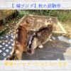 【猫ブログ】秋の庭散歩