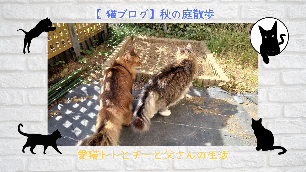 【猫ブログ】秋の庭散歩
