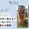 猫の換毛期_猫の冬毛が太く見える？太ってはいないけど見た目も変わる季節