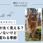 猫の換毛期_猫の冬毛が太く見える？太ってはいないけど見た目も変わる季節