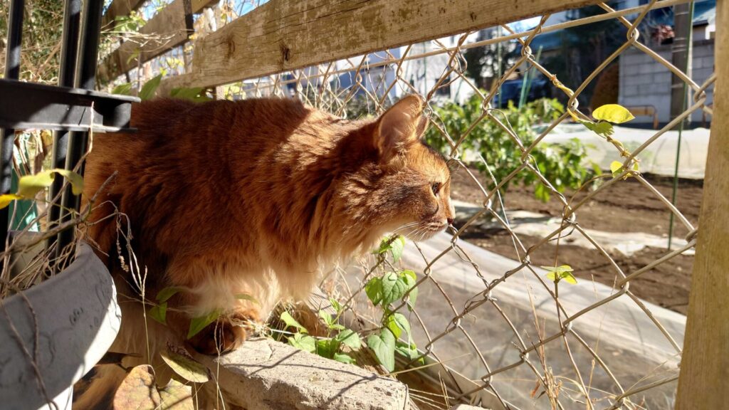 隣の畑が気になる猫_ソマリ