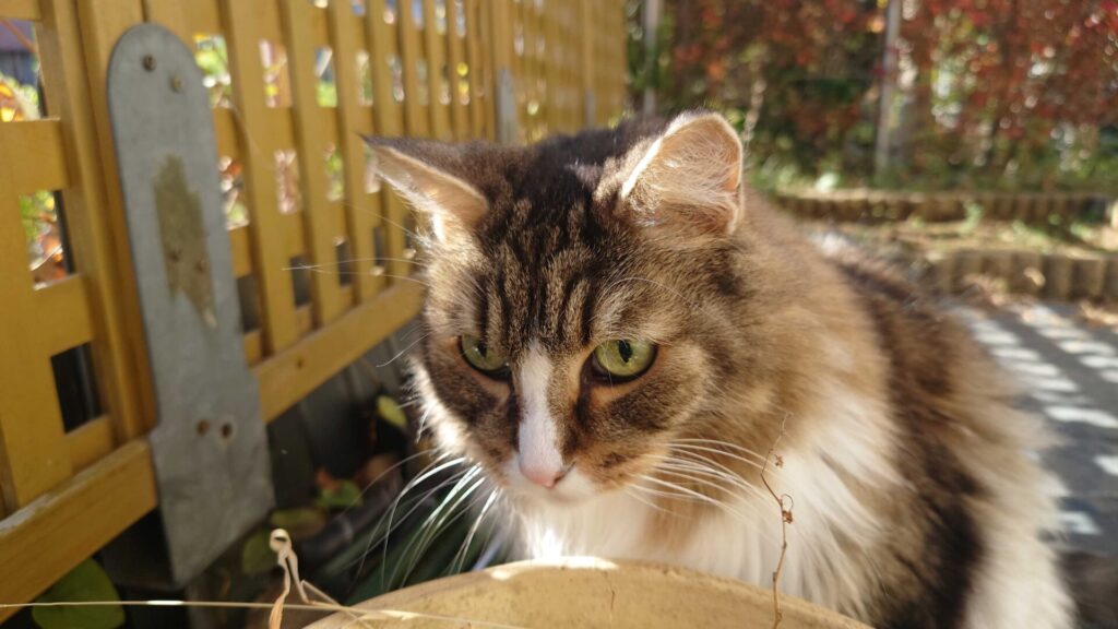 空の植木鉢が気になる猫_ノルウェージャンフォレストキャット