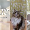 猫と下僕の朝のやり取り_アイキャッチ