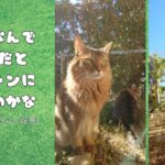 猫ってなんで家の外だとイケニャンに見えるのかな_アイキャッチ