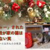 猫に「シャー」された・・・けど我が家の猫は全く怖くない笑